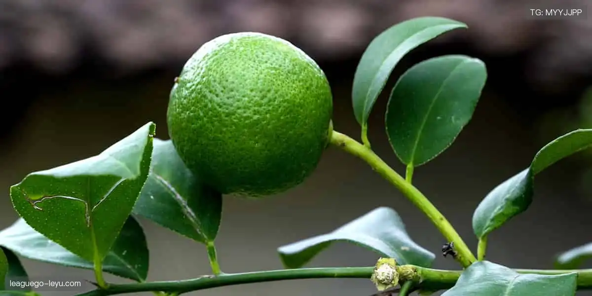 🎯冠军装备，让热爱触手可及！🏆🎁